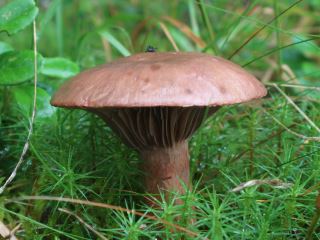 chroogomphus and gomphidius1.jpg